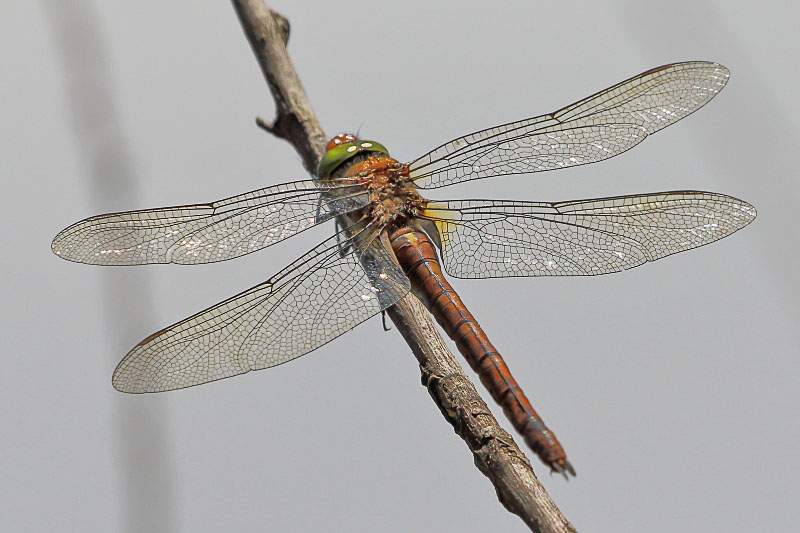 Isoaeschna isoceles (Green-eyed Hawker) female 2.JPG